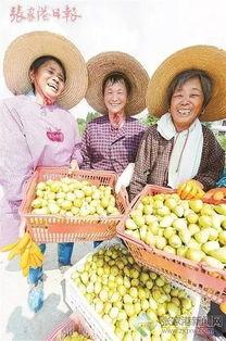 网红吃的网纹瓜,网纹瓜,口感与颜值并存的美味之旅 第3张 网红吃的网纹瓜,网纹瓜,口感与颜值并存的美味之旅 第3张